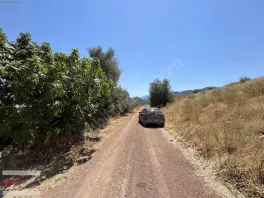 Döşemealtı Kovanlık Da Tek Tapu 5.465 M2 Zeytin Bahçesi — fotoğraf 4