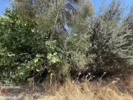 Döşemealtı Kovanlık Da Tek Tapu 5.465 M2 Zeytin Bahçesi — fotoğraf 7