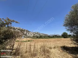 Döşemealtı Kovanlık Da Tek Tapu 5.465 M2 Zeytin Bahçesi — fotoğraf 9